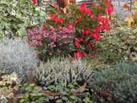 /album/fiori-autunnali/botanica-ottobre-begonia-jpg/